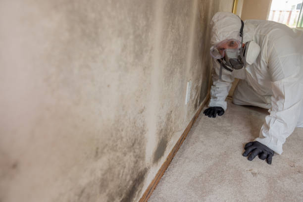 Reliable Tolono, IL Mold Removal & Remediation Solutions